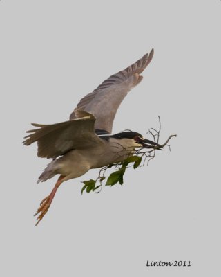 BLACK-CROWNED NIGHT HERON CARRYING NESTING MATERIALS  IMG_9897