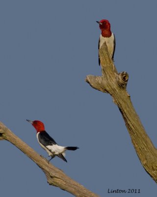 RED-HEADED WOODPECKERS  IMG_0048