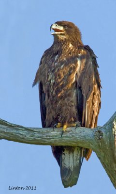 IMMATURE BALD EAGLE  (Haliaeetus leucocephalus)   IMG_0154 