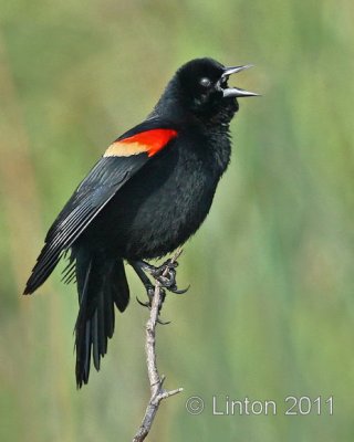 RED-WINGED BLACKBIRD (Agelaius phoeniceus) IMG_0004 
