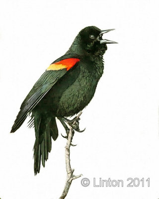 RED-WINGED BLACKBIRD IMG_0004