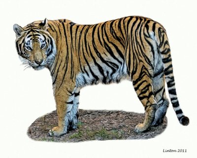 ASIAN TIGER DIGITAL ART SKETCH IMG_0607