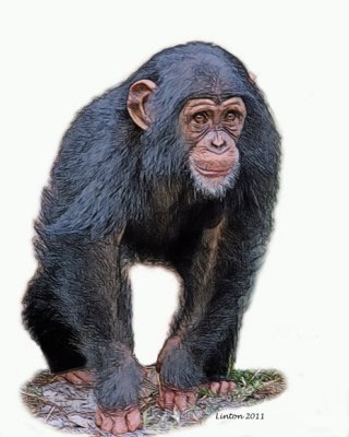 YOUNG CHIMPANZEE  IMG_0043 