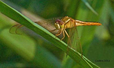 DRAGONFLY IMG_0490