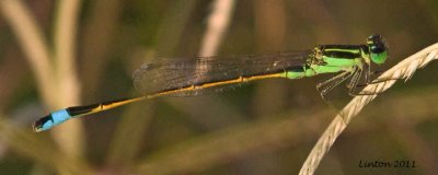 DAMSELFLY  IMG_0565