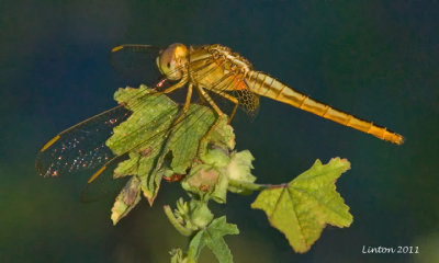 DRAGONFLY  IMG_0646