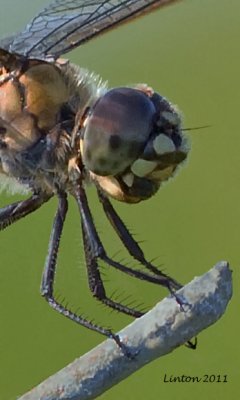 DRAGONFLY  IMG_0653