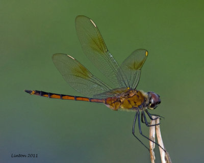 DRAGONFLY3 IMG_0598 72ppi.jpg