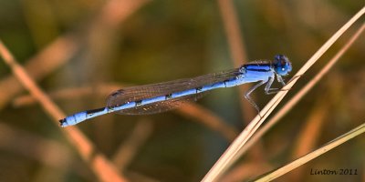 DAMSELFLY  IMG_0664