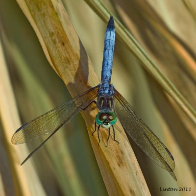 DRAGONFLY  IMG_0693