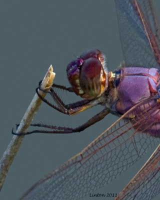 DRAGONFLY IMG_0769
