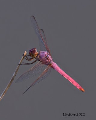 DRAGONFLY  IMG_0769