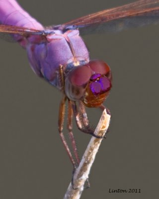 DRAGONFLY  IMG_0789