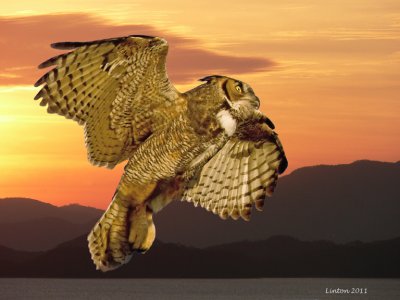 GREAT HORNED OWL AT SUNRISE 10929