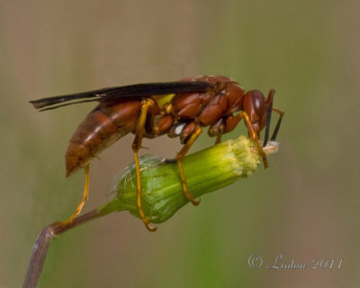 RED PAPER WASP (Polistes carolinus)