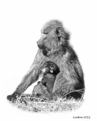 Olive Baboon and Young (Papio anubis)