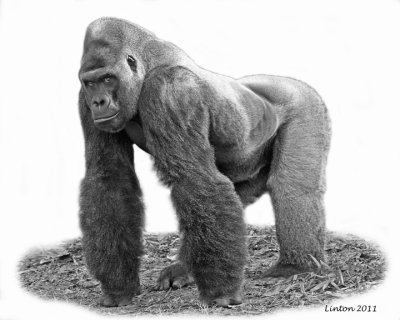 LOWLAND GORILLA (Gorilla gorilla)  IMG_0267
