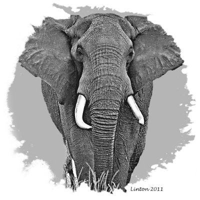 AFRICAN ELEPHANT  (Loxodonta africana)