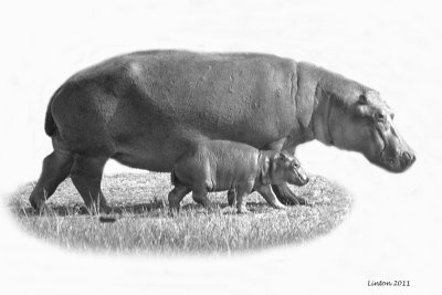 HIPPOPOTAMUS COW AND CALF   (Hippopotamus amphibius)