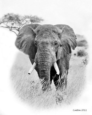 African Elephant  (Loxodonta africana)