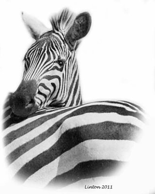 BURCHELL'S ZEBRA   (Equus burchelli)