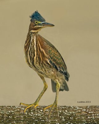 IMMATURE GREEN-BACKED HERON  (Butorides striatus)  IMG_1113