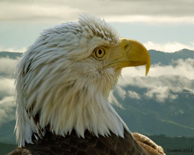 BALD EAGLE IMG_0021
