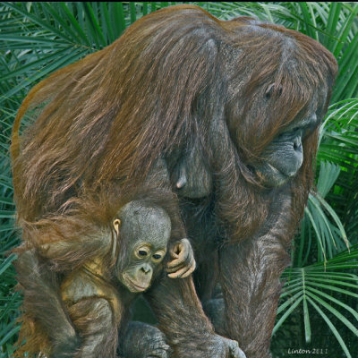 ORANGUTAN MOTHER AND BABY