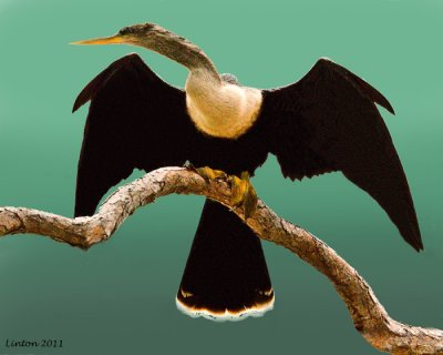 ANHINGA (Anhinga anhinga)