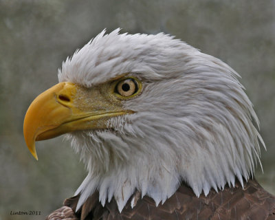 AMERICAN BALD EAGLE (Haliaeetus leucocephalus)