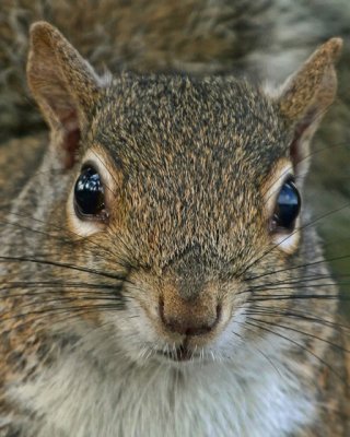 GRAY SQUIRREL IMG_0276