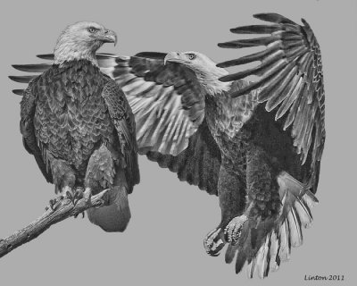 BALD EAGLE PAIR