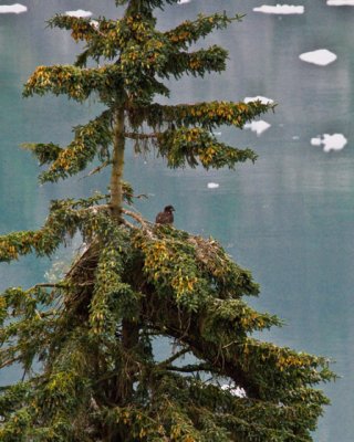 ALASKA - Tracy Arm Fjord - IMMATURE EAGLE IN NEST IMG_1355
