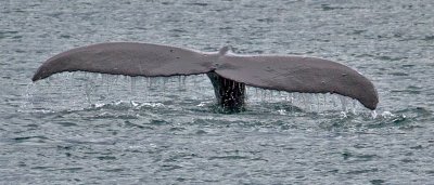 ALASKA-Juneau-humpback whale flukes  IMG_1487