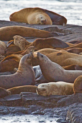 STELLAR SEALIONS IMG_8422