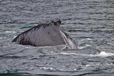 ALASKA-Humpback whale (Megaptera novaeangliae)  IMG_7974