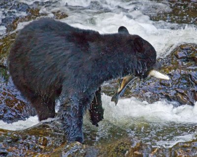 ALASKA BLACK BEAR (Ursus americanus)- Salmon Fishing  IMG_1221
