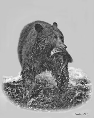 ALASKA BLACK BEAR (Ursus americanus)  IMG_1217 