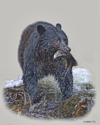 ALASKA BLACK BEAR (Ursus americanus)   IMG_1217