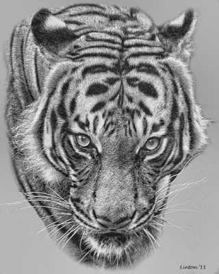 MALAYAN TIGER