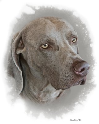 WEIMARANER The Gray Ghost