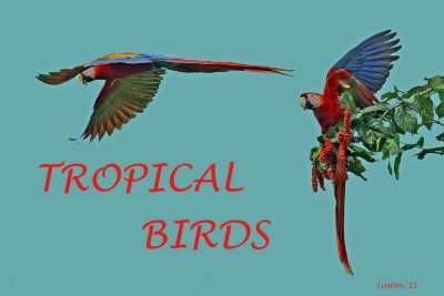 TROPICAL BIRDS