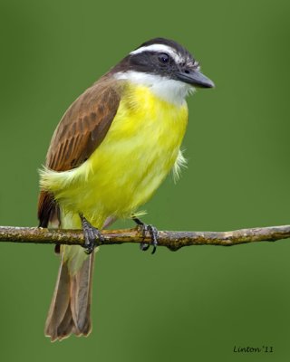 GREAT KISKADEE (Pitangus sulphuratus)  IMG_8157