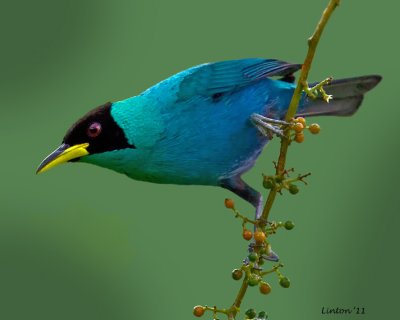 GREEN HONEYCREEPER MALE (Chlorophanes spiza) IMG_7673