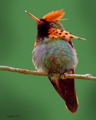 TUFTED COQUETTE MALE (Lophornis ornata)  IMG_7011