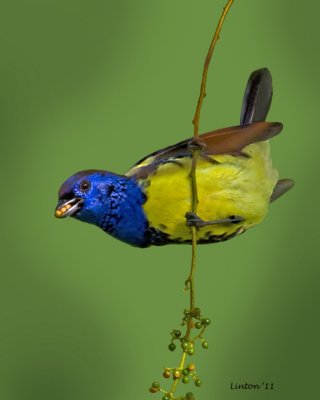 TURQUOISE TANAGER (Tangara mexicana)  IMG_7384