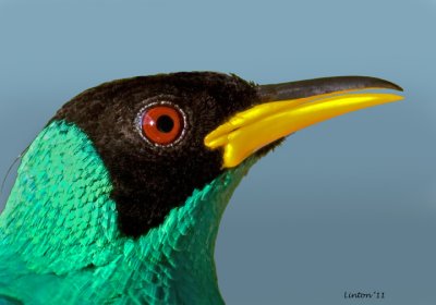 MALE GREEN HONEYCREEPER (Chlorophanes spiza)