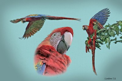 MACAW MONTAGE  IMG_0257