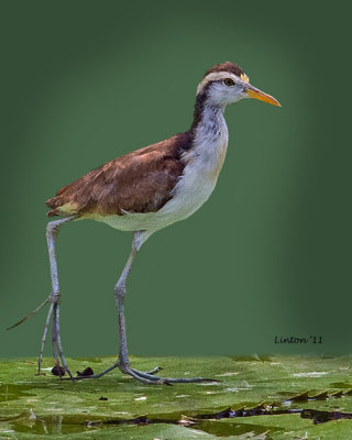  NORTHERN JACANA - immature  (Jacana spinosa)  IMG_3727