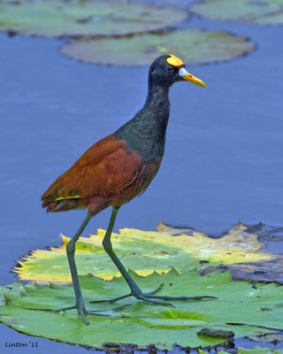 NORTHERN JACANA (Jacana spinosa)   IMG_3758